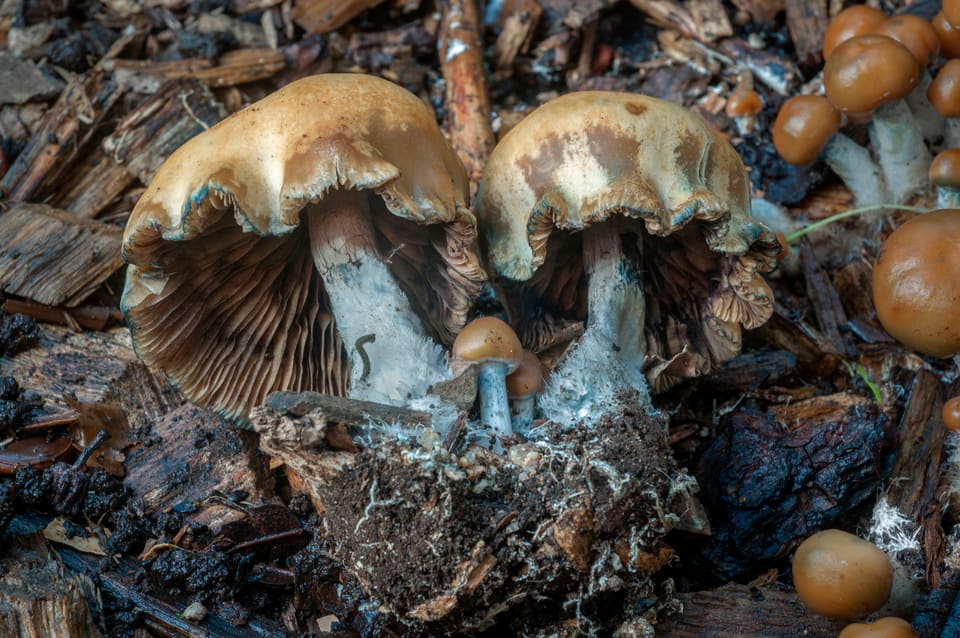 Close view of tan caps, exposed brown gills and pale stems among wood fragments.