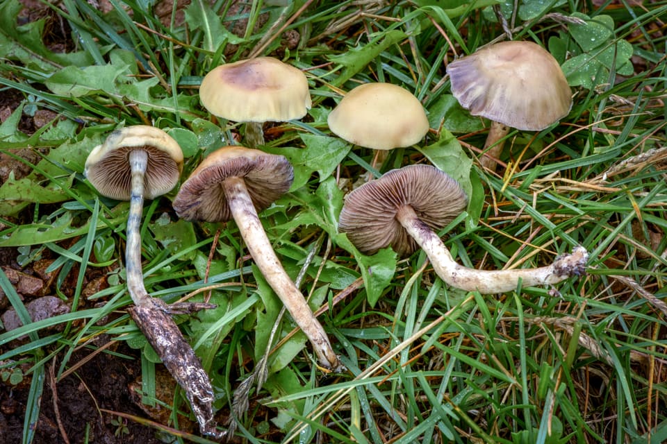 Pale-capped fruit bodies arranged in grass, showing cap surfaces, gills and stems.